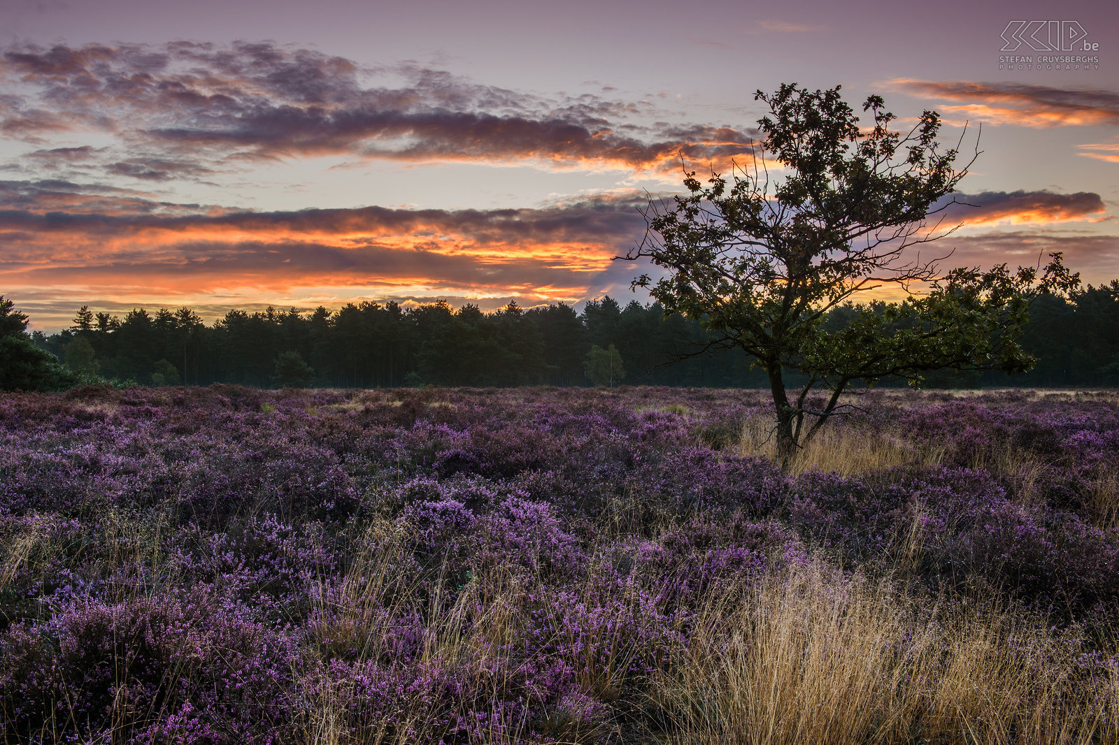 Zonsopgang op Heuvelse Heide Vanaf midden augustus bloeit de heide in onze natuurgebieden in de Kempen. Dus stond ik een paar ochtenden vroeg op om op de Heuvelse Heide in mijn thuisstad Lommel de zonsopgang op de prachtige purperen heide te fotograferen. Stefan Cruysberghs